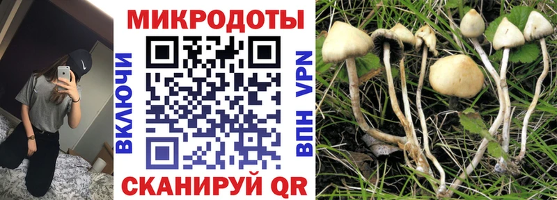 Галлюциногенные грибы Cubensis  Купить закладки  Берёзовка 